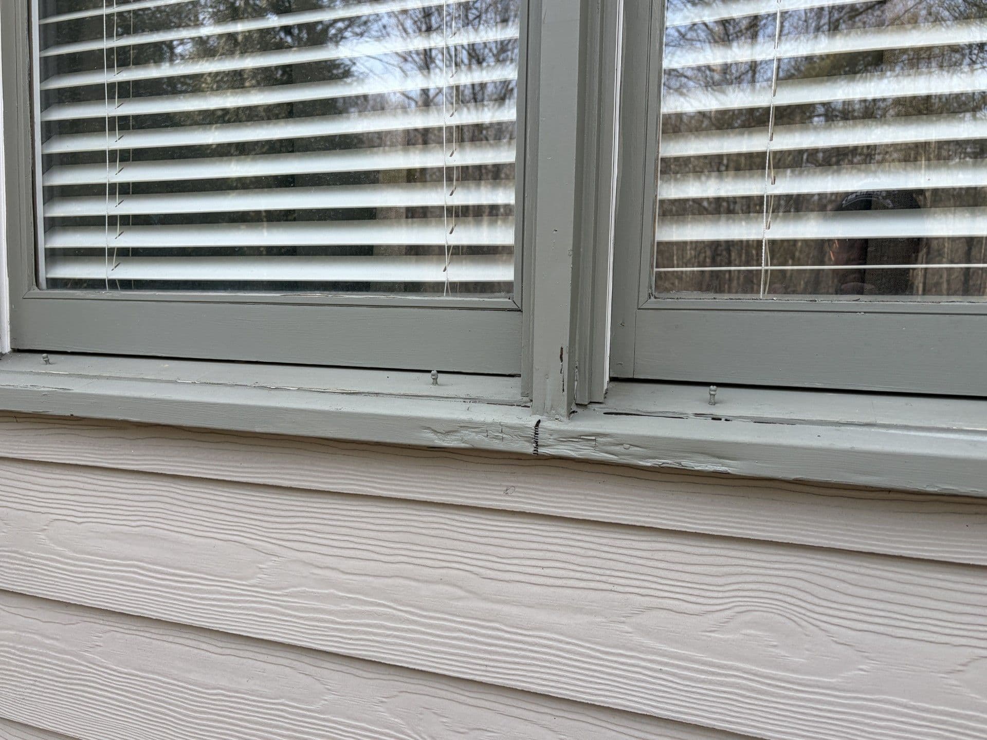 wood rot